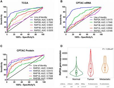 Molecular Associations and Clinical Significance of RAPs in Hepatocellular Carcinoma